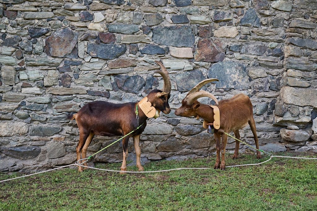 Una Boccata d'Arte 2024, Augustas Serapinas, Aosta Valley Wooden Collars From Lithuania, Verrès, Valle d’Aosta. Courtesy: Fondazione Elpis. Ph Michela Pedranti