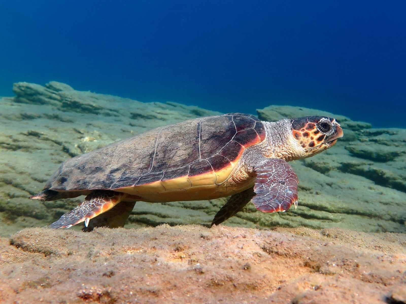 esemplare di tartaruga Caretta Caretta