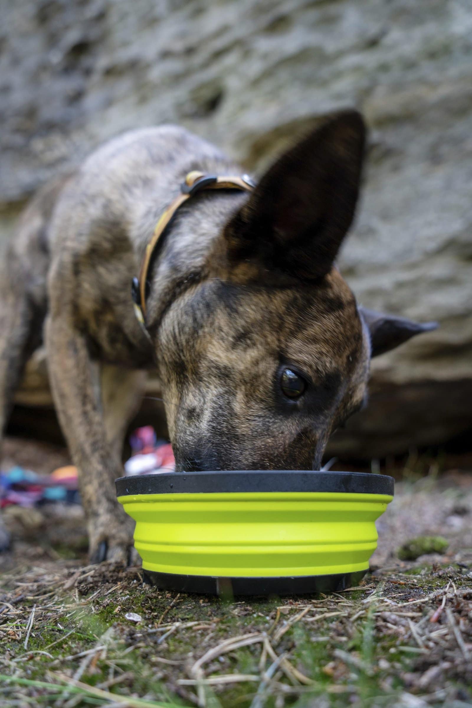 Piatto XSeal And Go con cane by Sea to Summit