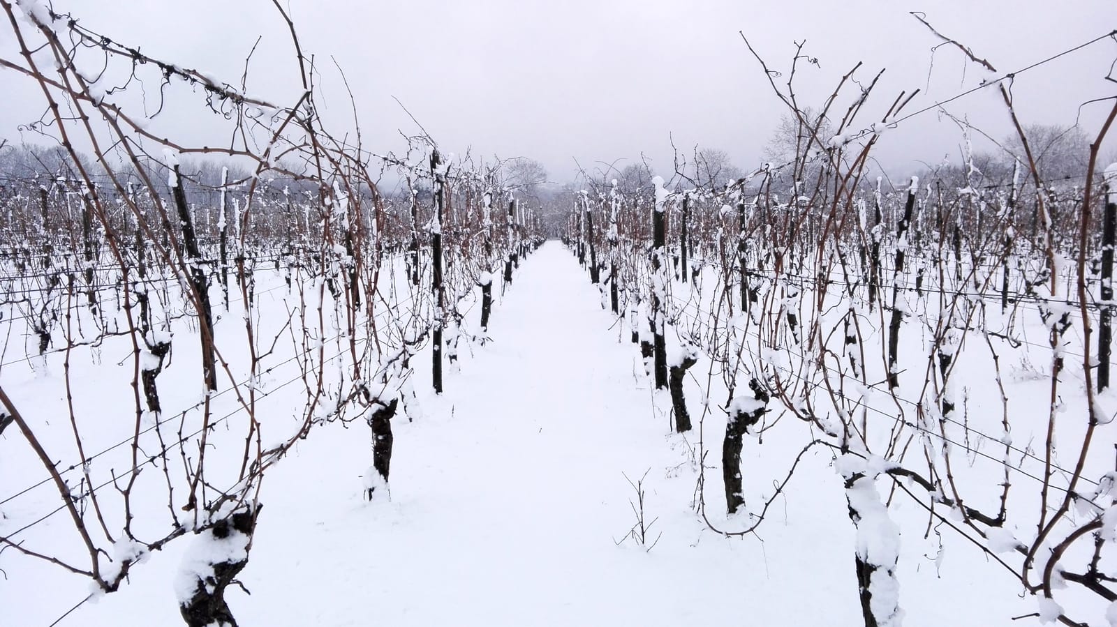 vigneto innevato, vino, neve