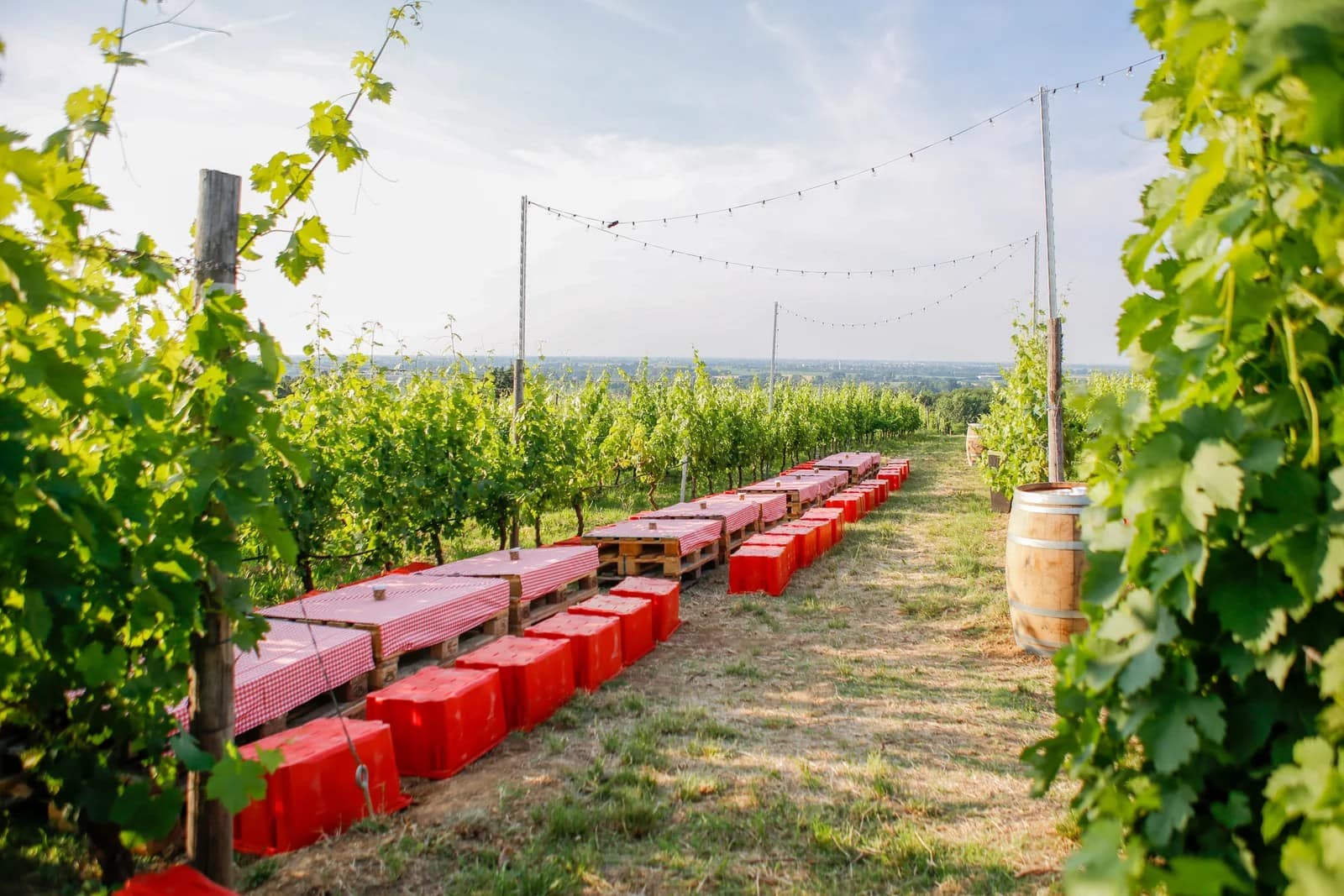 degustazione nella vigna di Poderi di San Pietro, Milano