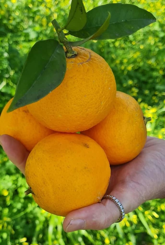 L'arancia bionda tardiva di Trebisacce è Presidio Slow Food
