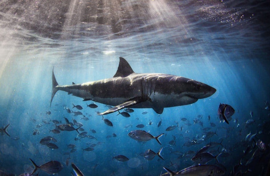 uno squalo che nuota fra i pesci